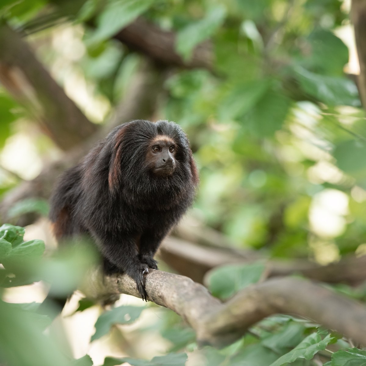 Jersey Zoo welcomes new baby black lion tamarin